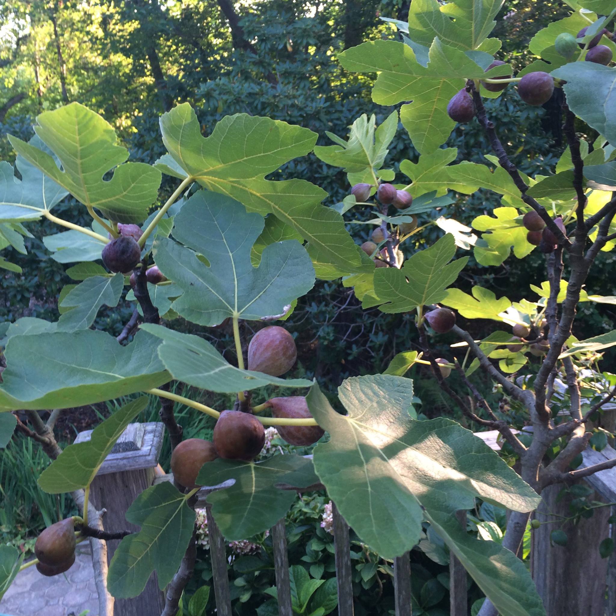 5 Productive And Cold Hardy Fig Tree Varieties To Grow On Your Homestead Or Farm Direcraft